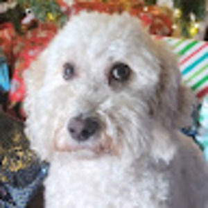 Meet your Posher, Louis